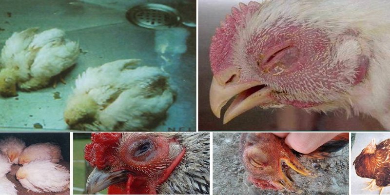 Giới thiệu chung về các bệnh thường gặp ở gà trong chăn nuôi